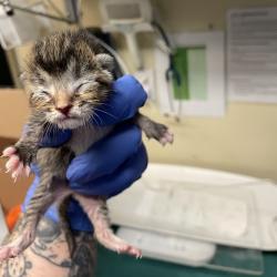 Shelter Stray Female Cat last seen , 361 S Raymond Ave, Pasadena, CA 91105, USA