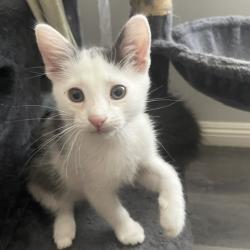 Shelter Stray Male Cat last seen , 361 S Raymond Ave, Pasadena, CA 91105, USA
