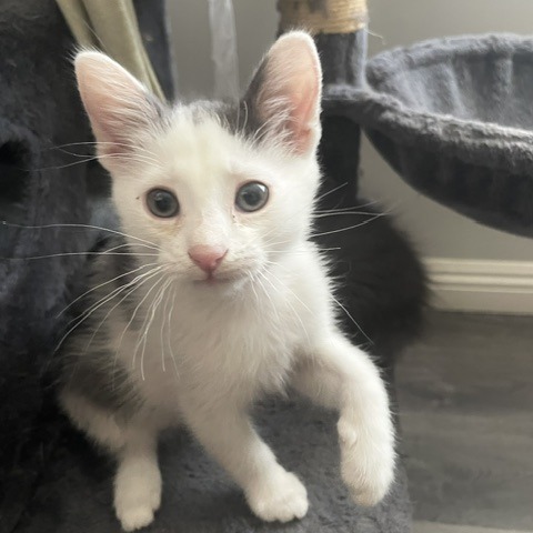 Shelter Stray Male Cat last seen , 361 S Raymond Ave, Pasadena, CA 91105, USA