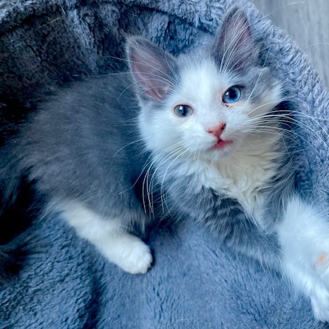 Shelter Stray Female Cat last seen , 361 S Raymond Ave, Pasadena, CA 91105, USA