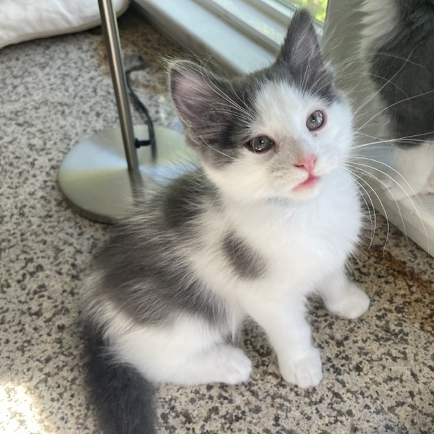 Shelter Stray Male Cat last seen , 361 S Raymond Ave, Pasadena, CA 91105, USA