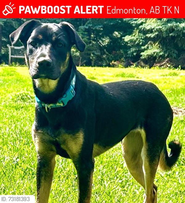 Lost Female Dog last seen Lee Ridge Road, Edmonton, AB T6K 0N5