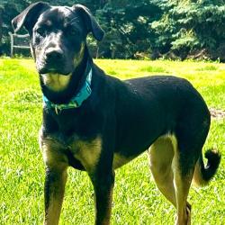 Lost Female Dog last seen Lee Ridge Road, Edmonton, AB T6K 0N5