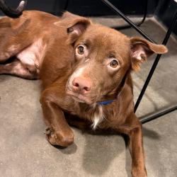 Shelter Stray Male Dog last seen , 3607 N Armenia Ave, Tampa, FL 33607, USA
