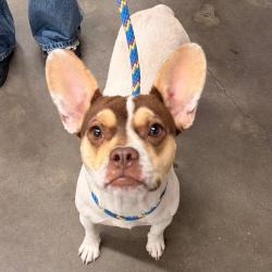 Shelter Stray Female Dog last seen , 3607 N Armenia Ave, Tampa, FL 33607, USA