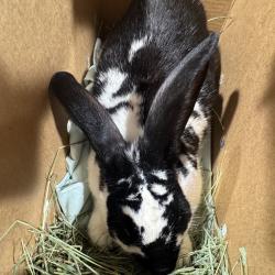 Shelter Stray Male Rabbit last seen , 3607 N Armenia Ave, Tampa, FL 33607, USA