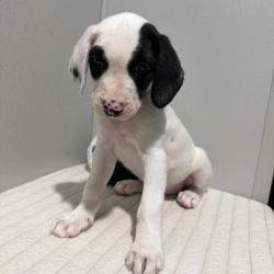 Shelter Stray Male Dog last seen , 3607 N Armenia Ave, Tampa, FL 33607, USA
