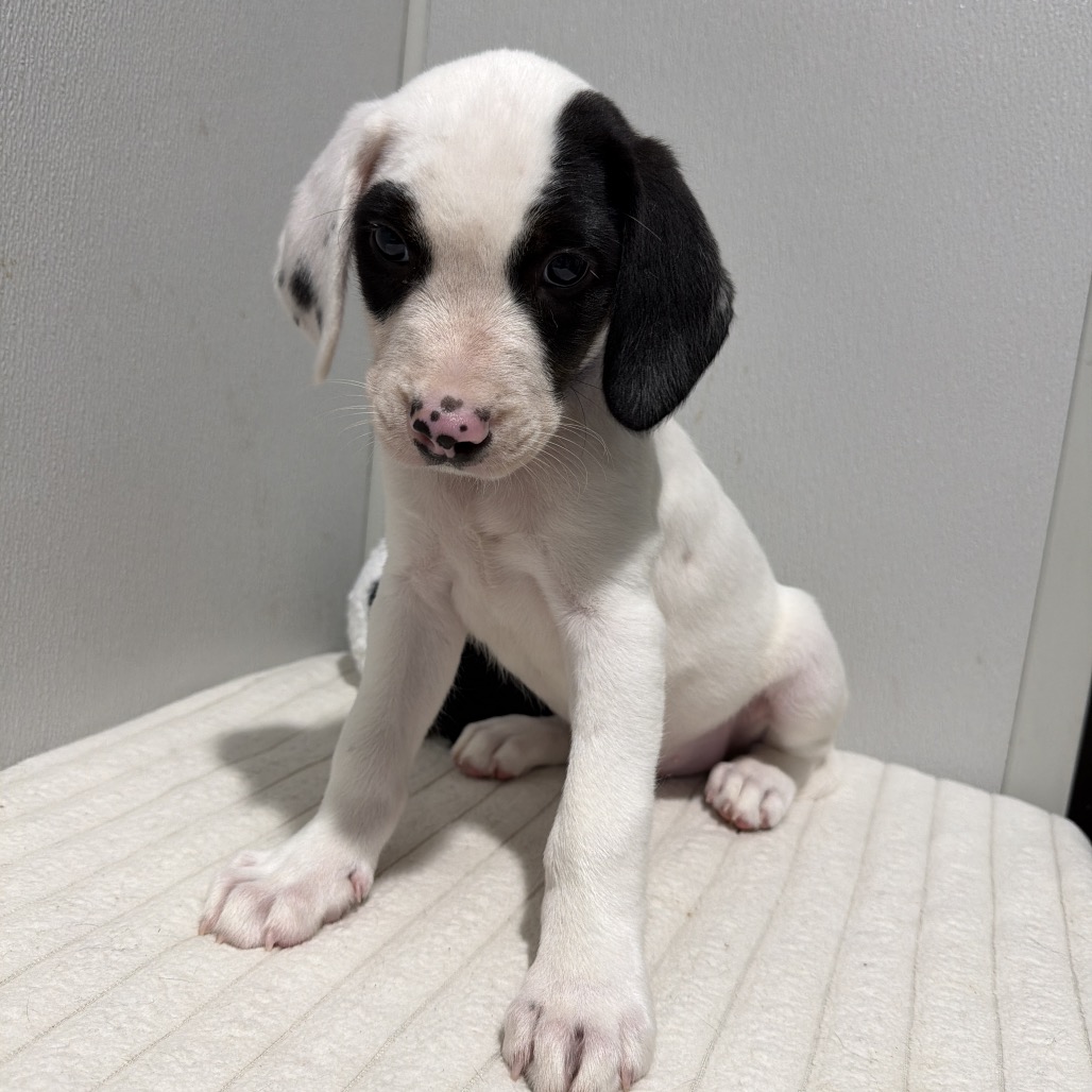 Shelter Stray Male Dog last seen , 3607 N Armenia Ave, Tampa, FL 33607, USA