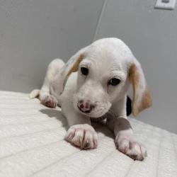 Shelter Stray Male Dog last seen , 3607 N Armenia Ave, Tampa, FL 33607, USA