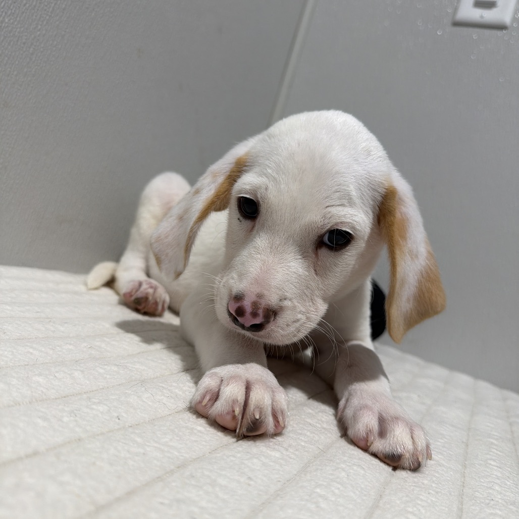 Shelter Stray Male Dog last seen , 3607 N Armenia Ave, Tampa, FL 33607, USA