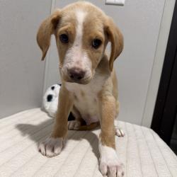 Shelter Stray Male Dog last seen , 3607 N Armenia Ave, Tampa, FL 33607, USA