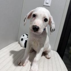 Shelter Stray Male Dog last seen , 3607 N Armenia Ave, Tampa, FL 33607, USA