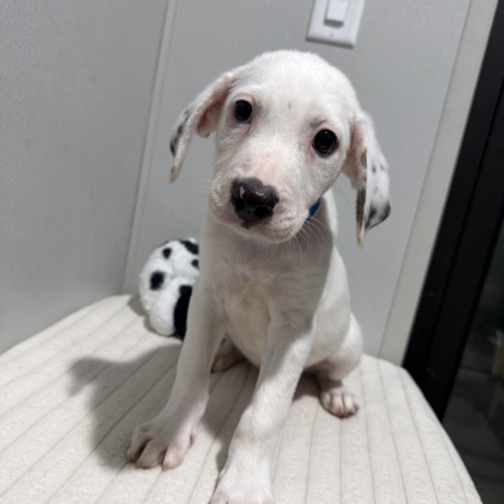 Shelter Stray Male Dog last seen , 3607 N Armenia Ave, Tampa, FL 33607, USA