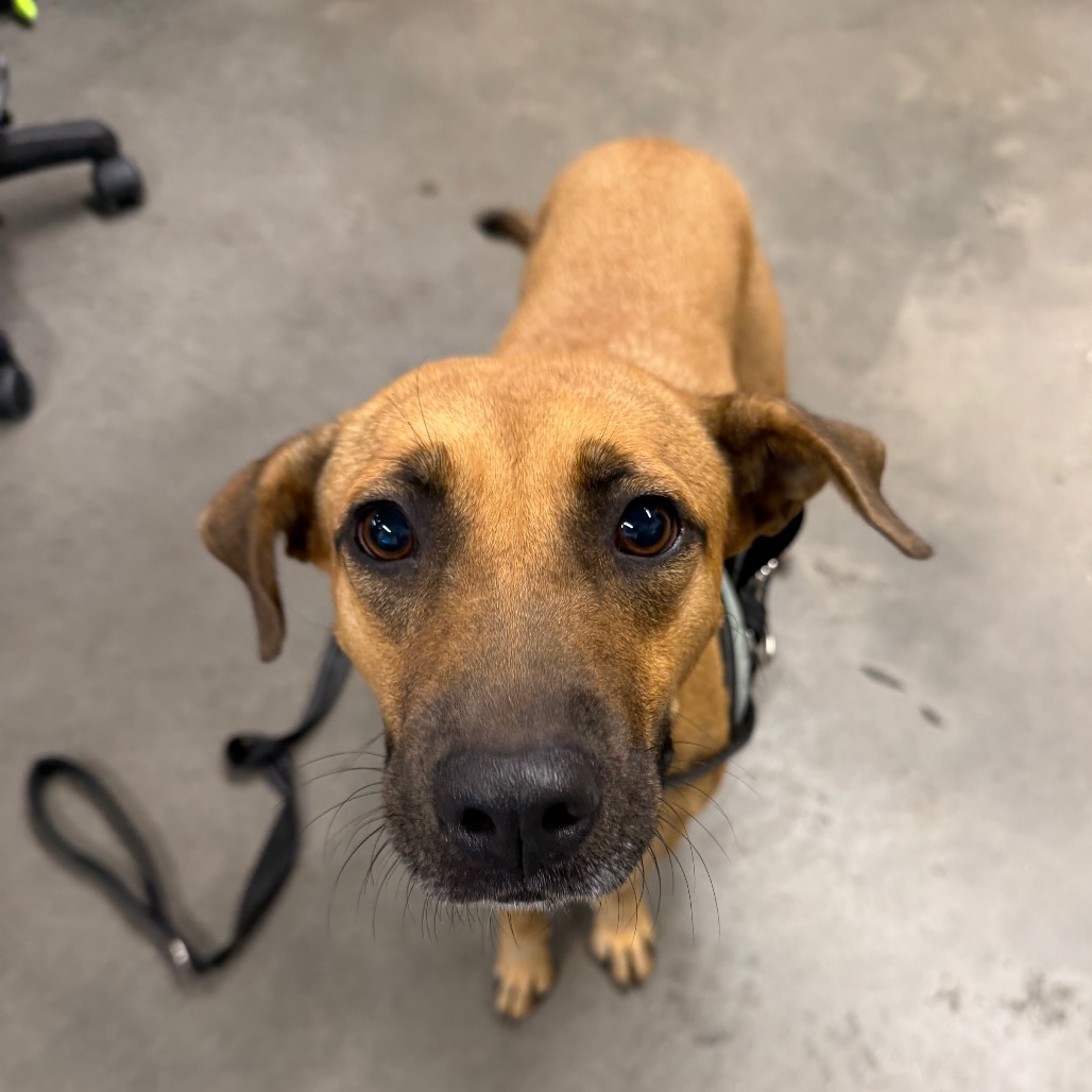 Shelter Stray Female Dog last seen , 3607 N Armenia Ave, Tampa, FL 33607, USA