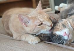 Reunited Male Cat last seen Seventh and Magazine, New Orleans, LA 70115