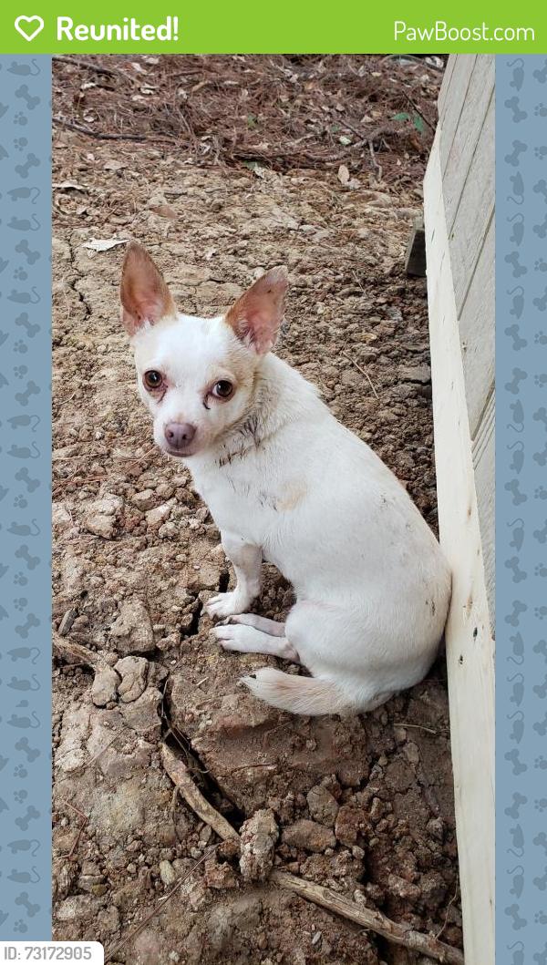 Reunited Female Dog last seen Wortham Lane and Hwy 18, Jeffersonville, GA, Jeffersonville, GA 31044