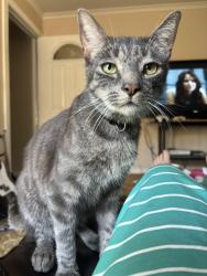 Reunited Male Cat last seen River street, Lakeside, CA 92040