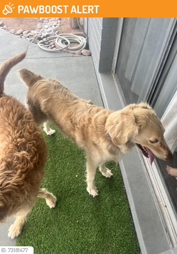 Found/Stray Unknown Dog last seen E mining camp street, Apache Junction, AZ 85119
