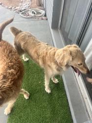 Found/Stray Unknown Dog last seen E mining camp street, Apache Junction, AZ 85119