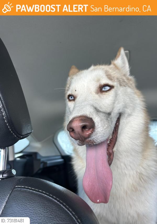 Found/Stray Male Dog last seen Near and cypress, San Bernardino, CA 92407