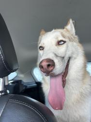Found/Stray Male Dog last seen Near and cypress, San Bernardino, CA 92407