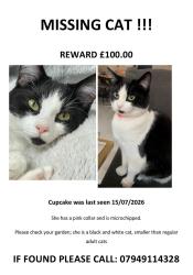 Lost Female Cat last seen Goodmayes station, Greater London, England IG3 9XD