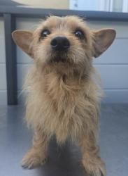 Reunited Female Dog last seen Near Fonthill Ave, Hawthorne, CA 90250