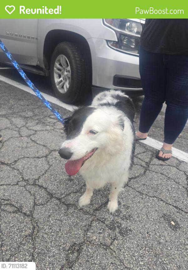 Reunited Female Dog last seen Hiram Lithiasprings rd and Humphrey hill, Austell, GA 30106