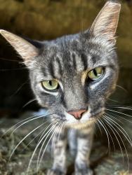 Reunited Male Cat last seen Wagner ct, Glenview, IL 60025