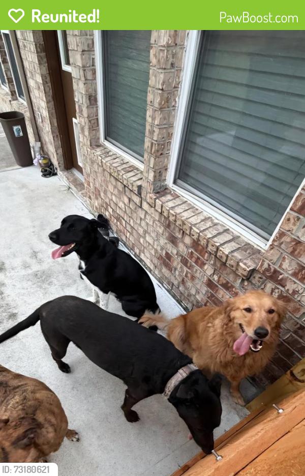 Reunited Female Dog last seen Long meadow farms, Long Meadow Farms, TX 77406
