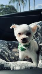 Lost Male Dog last seen Larkspur Trail, Boca Raton, FL 33433