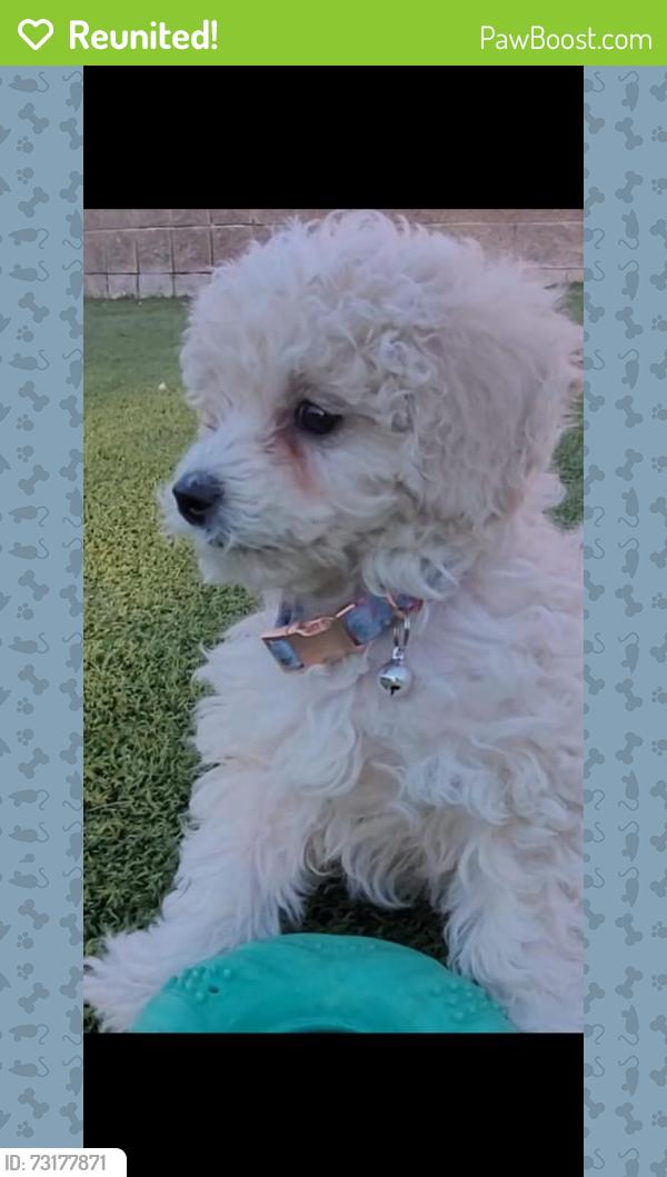 Reunited Female Dog last seen Ottawa Dr. and Seneca circle, Las Vegas, NV 89169