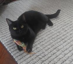 Lost Female Cat last seen Hunter Owens Ct, Oak Grove, KY 42262
