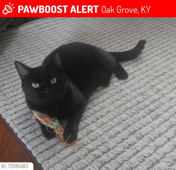Lost Female Cat last seen Hunter Owens Ct, Oak Grove, KY 42262