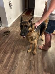 Found/Stray Male Dog last seen Oregon trail academy school, Clackamas County, OR 97009