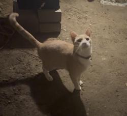 Reunited Unknown Cat last seen 3rd Street Albany New York 12206, Albany, NY 12206
