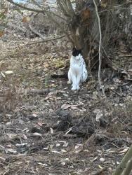 Found/Stray Unknown Cat last seen 48th and Lincoln, San Francisco, CA 94122