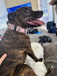 Found/Stray Female Dog last seen Pannikin place tingalpa, Tingalpa, QLD 4173