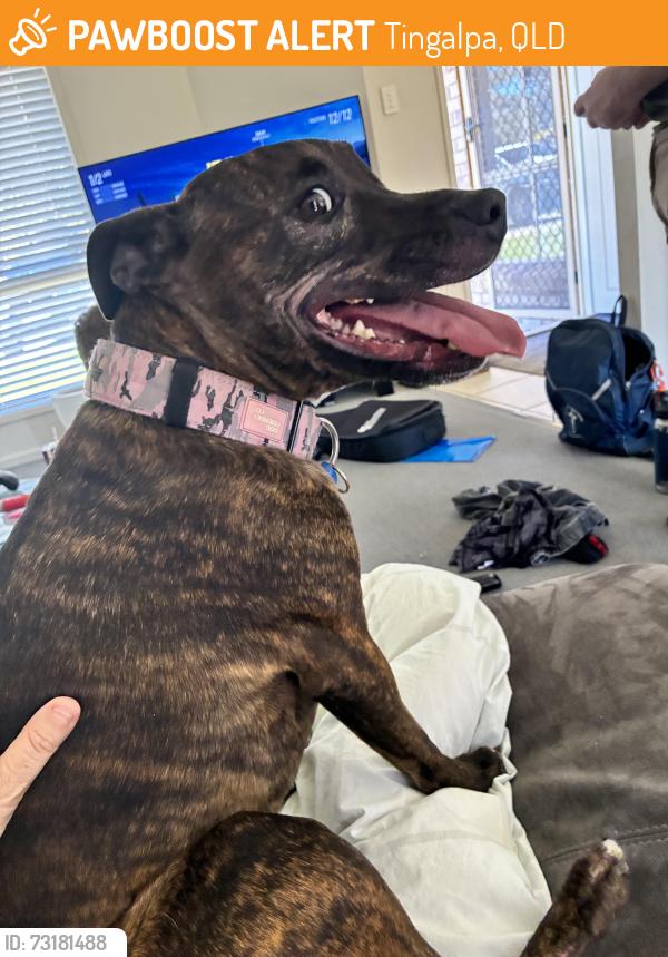 Found/Stray Female Dog last seen Pannikin place tingalpa, Tingalpa, QLD 4173