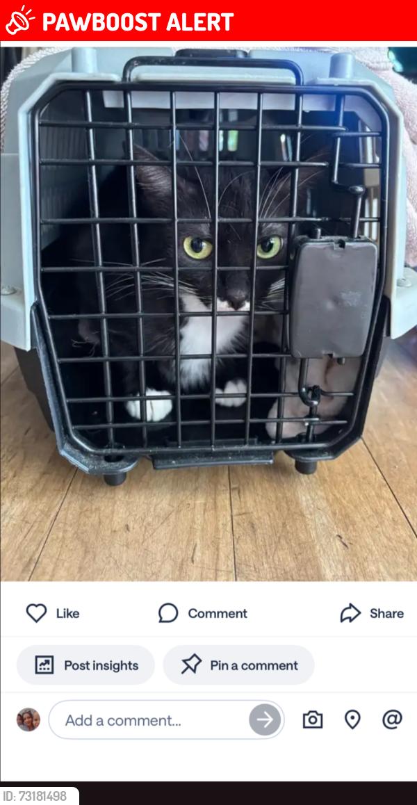 Lost Female Cat last seen Libra circle Beach and Ellis, Huntington Beach, CA 92646