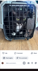 Lost Female Cat last seen Libra circle Beach and Ellis, Huntington Beach, CA 92646