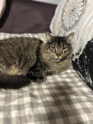 Lost Male Cat last seen Eugenia St, Inala, Inala, QLD 4077