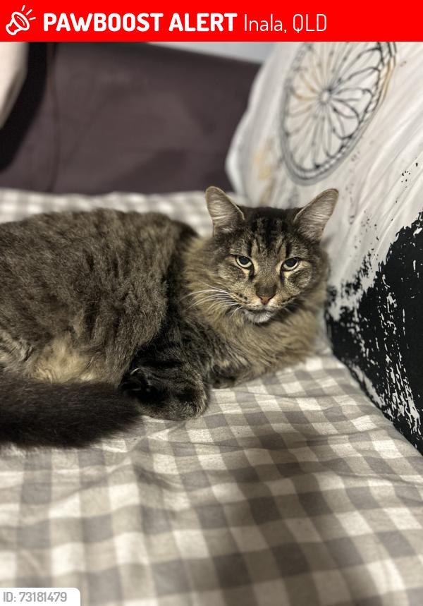 Lost Male Cat last seen Eugenia St, Inala, Inala, QLD 4077