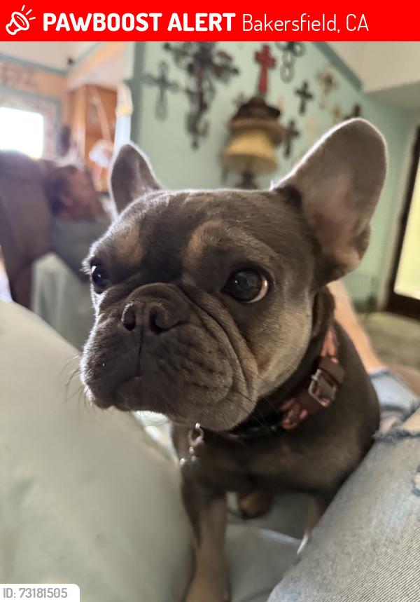 Lost Female Dog last seen Harris and stine, Bakersfield, CA 93313
