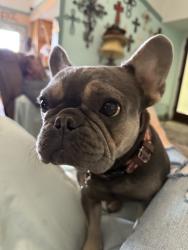 Lost Female Dog last seen Harris and stine, Bakersfield, CA 93313