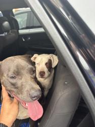 Found/Stray Male Dog last seen Cedar lane rd, Greenville, SC 29609