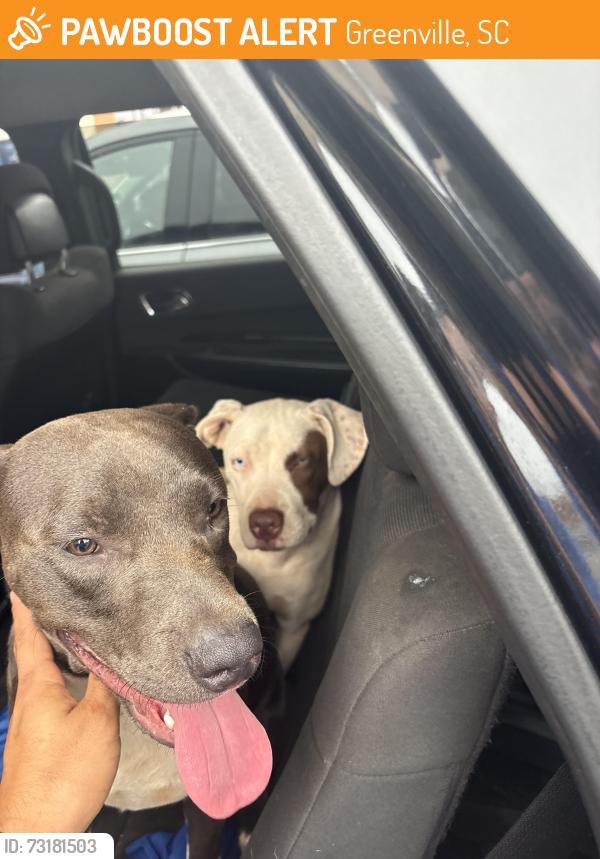 Found/Stray Male Dog last seen Cedar lane rd, Greenville, SC 29609
