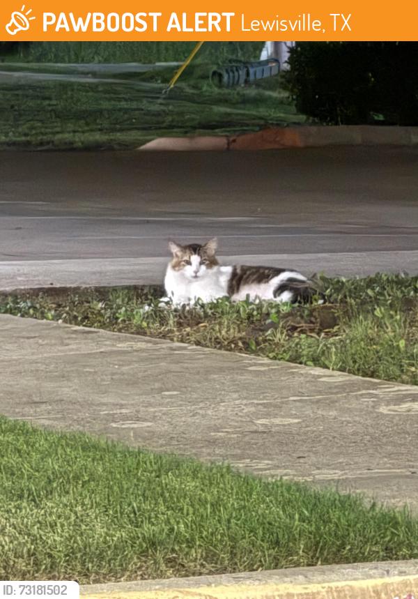 Found/Stray Unknown Cat last seen Main & Mill apmts, Lewisville, TX 75057
