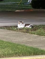 Found/Stray Unknown Cat last seen Main & Mill apmts, Lewisville, TX 75057