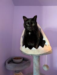 Reunited Male Cat last seen Stone Toad Bar & Grill, Menasha, WI 54915